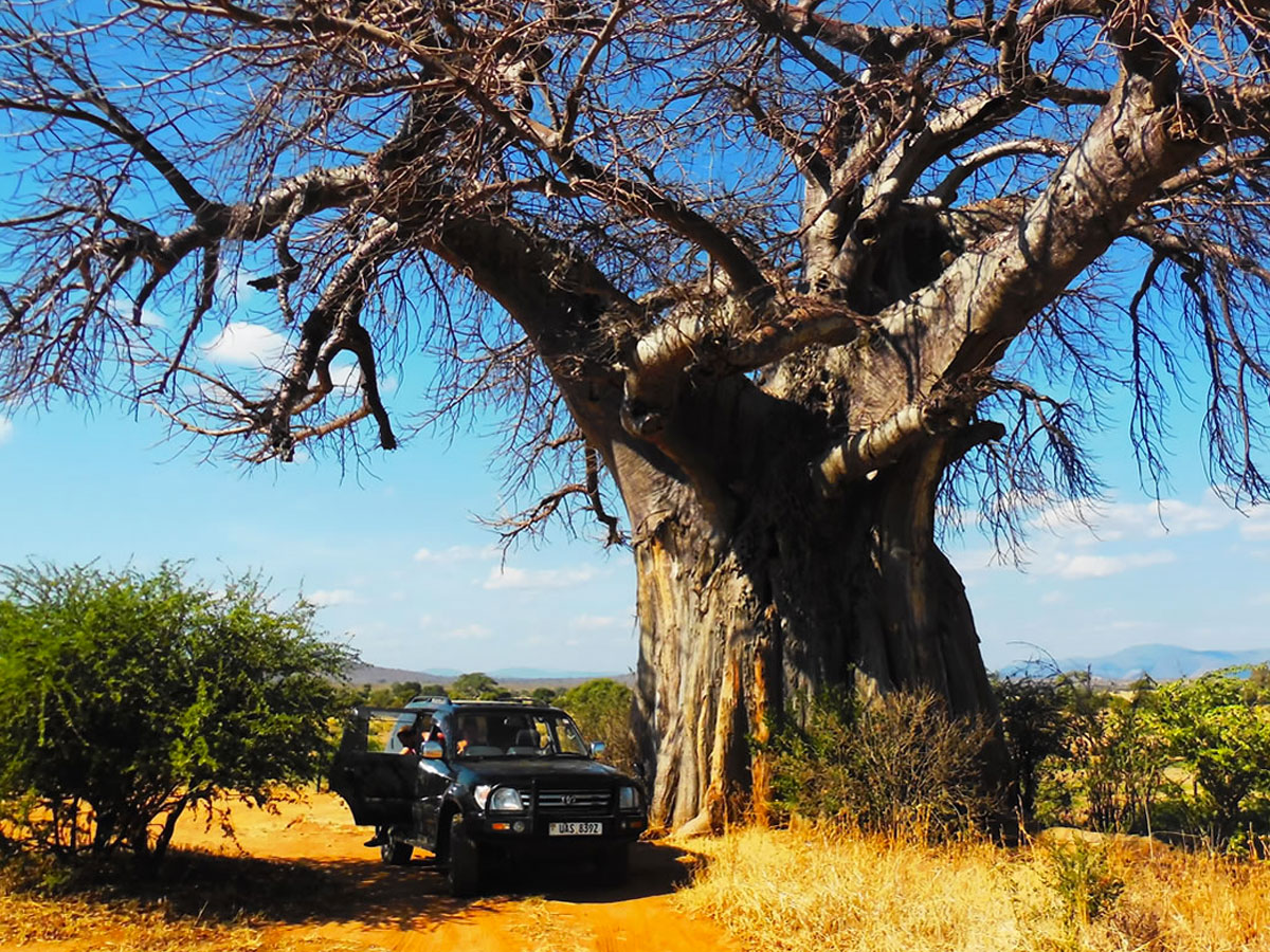 self-drive-tanzania-tanzania-self-drive-safaris-in-4x4-vehicles-at-affordable-rates